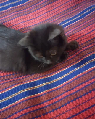 Чёрненький котенок 1
