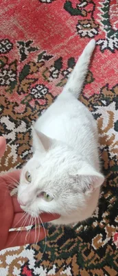 Котёнок-мальчик, 6 месяцев 1