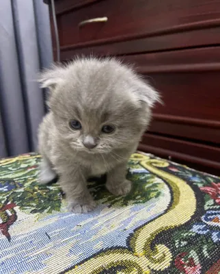 Шотландские вислоухие котята 1
