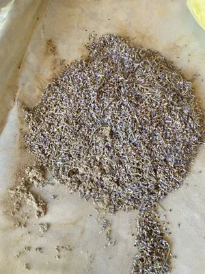Lavanda urugi bor fransuskiy 1