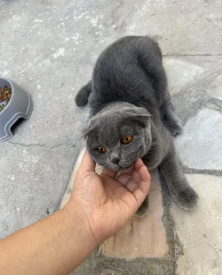 Кошка с ребенком 1
