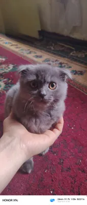 Породистая кошка, девочка, 4 месяца
