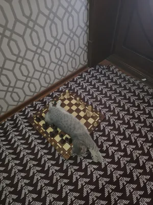 Мушукимиз соглом 1