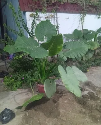 Katta barigli gular 1