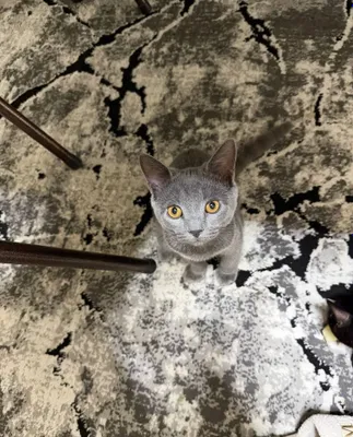 Пропали кошки 1