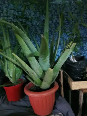 aloe vera sotiladi katta guli 4-5 yillik 1