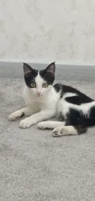 Котята отдаются бесплатно 1