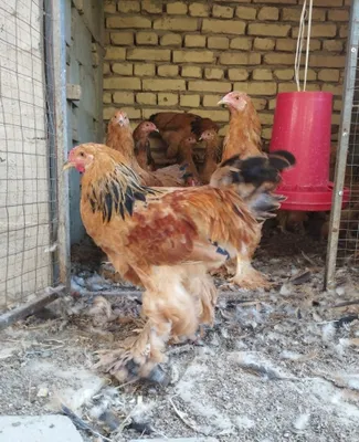 Паливий браммалар сотувда 1
