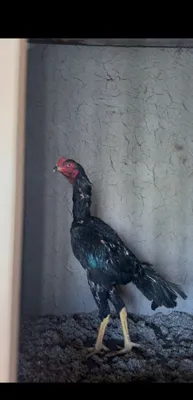 Qora dakan joja sotiladi 1
