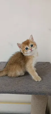 Котята британский шиншилла 1