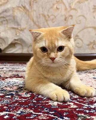 Британская короткошёрстная золотая шиншилла, 6 месяцев 1