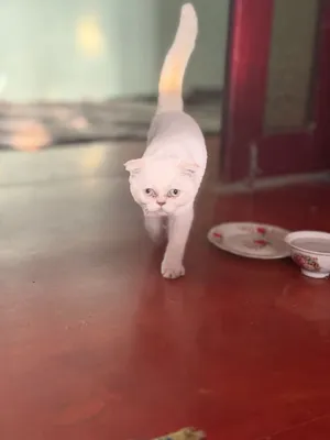 Mushukcha parodali 1