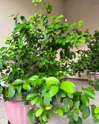 Limon daraxtlari 1