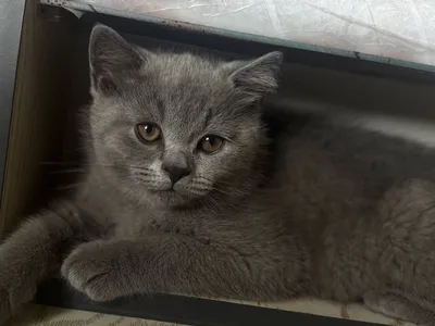 Британские котята 1
