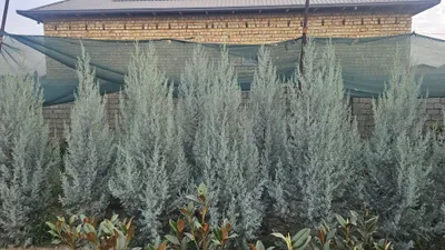 аризонский кипарис (Arizonski kiparis) 1