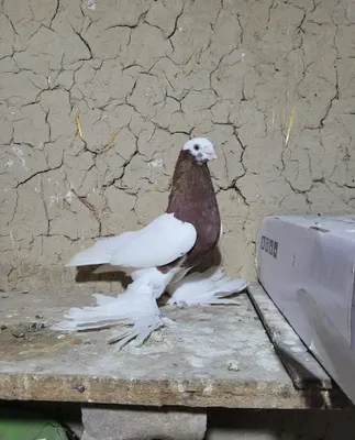 Qopqon nar sotiladi 1
