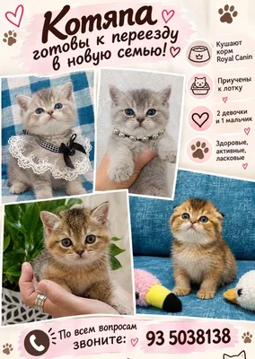 Чистокровные катята от правельной вязки 1