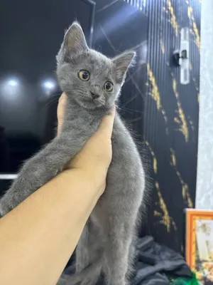 Скоттиш-страйт, 3 месяца