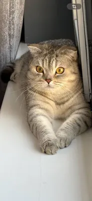 Шиншилла - Скотиш ПРОДОНА 1