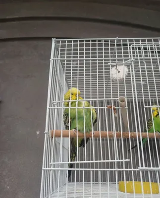 Toti chex sotiladi para 1