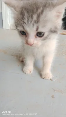 Кошка 1