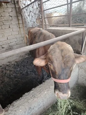 5 qora mollar sotiladi yeb ichishi zur narxi kelishamiz 1