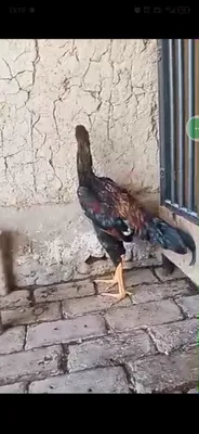 Juja sotiladi bimalol juqiwtirib ovurasila joy buwatwga 1