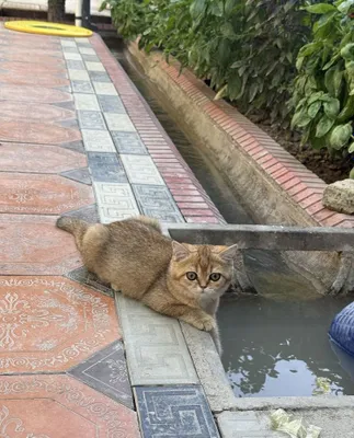 Продаётся кошка 1