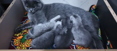 Котята породы Scottish Fold 1