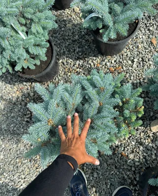 Мовий арча "Глаука Глобоза" (Glauca Globosa)