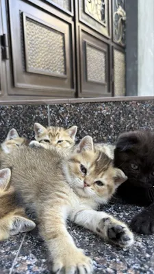 Породистые котята золотая шиншила 1