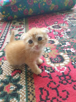 Teatr tomoshasida jinsiy aloqa haqida videoni onlayn tomosha qiling Ayolning chiroyli, kuchli orgazmi (HD jinsiy aloqa video)