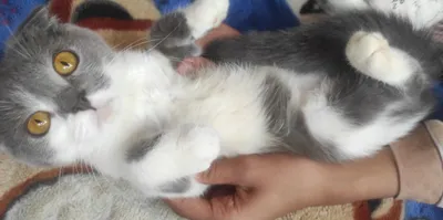 Ruscha porno video: Yosh oqituvchini sikdi