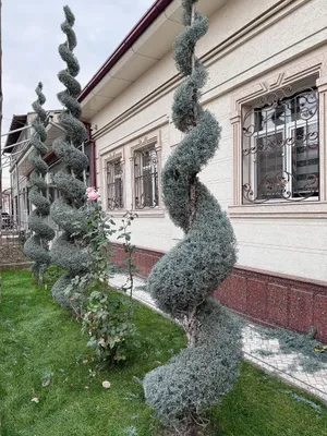 Услуги по обрезке хвойных деревьев 1