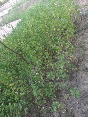 Кусты смородины.