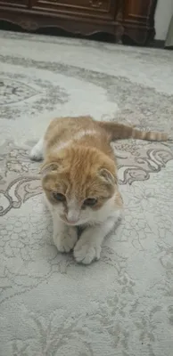 Scottish Fold mushugi 1