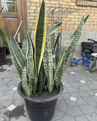 Gul sotiladi juda yaxshi chiroyli 1