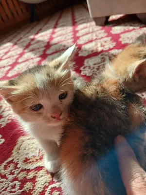 Продаются котята, девочки и мальчики 1