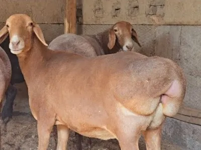 Продаются овцы, кыргызские овцы