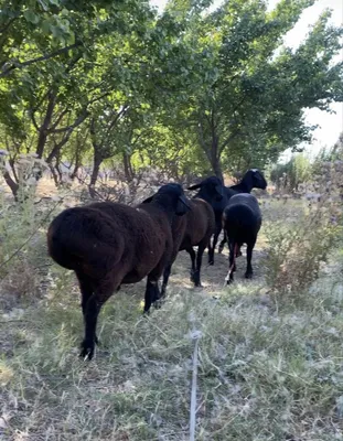 Qoyla sotiladi xisori 1