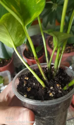 Stendapsus juda gòzal стиндапсус 1