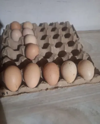 Marmar brahma tovuq tuxumlari 1