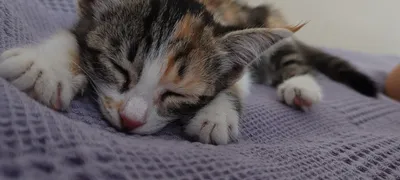Котенок 5 недель 1