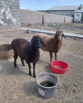 Гусарские овцы и бараны продаются, 2 штуки 1