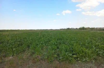 Mahsulot kafolatlangan sifatli 1