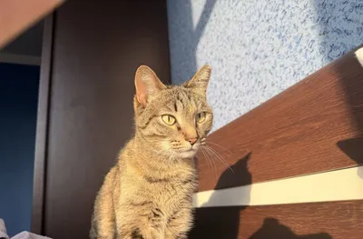 Murka mushugi yo‘qolib qoldi 1