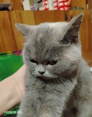 Породистая кошка British Shorthair 1