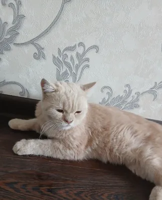 Умный кот, тот, кто возьмёт, не пожалеет 1