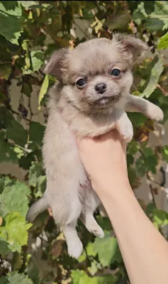 Naslli chihuahua kuchukchalari 1