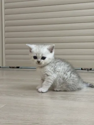 Котята Британские Шиншилы 1
